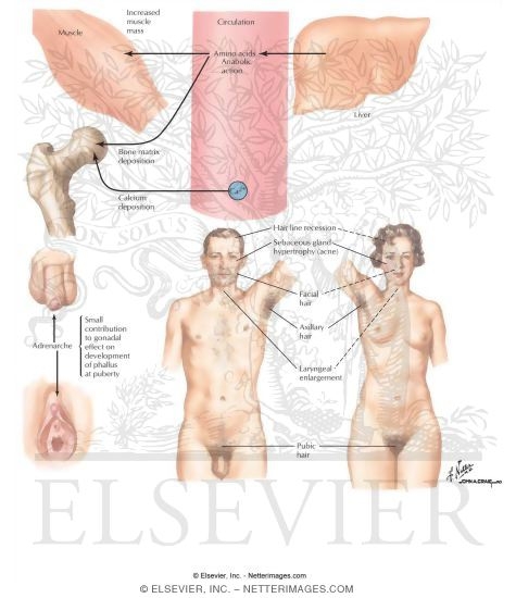 Watermarked preview of labeled image: Actions of Adrenal Andgrogens