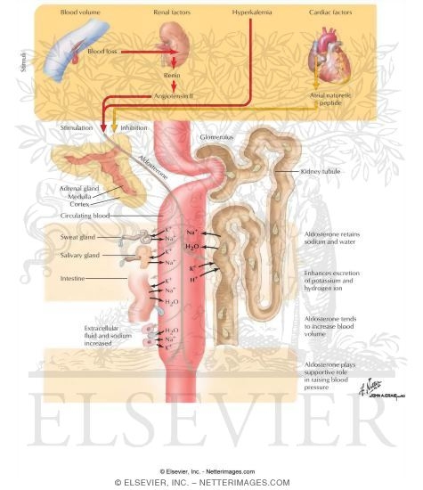 Biologic Actions of Aldosterone