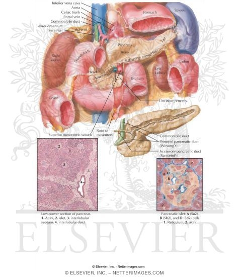 Pancreas Anatomy and Histology