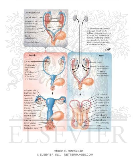 Watermarked preview of labeled image: Gonad and Genital Duct Formation
