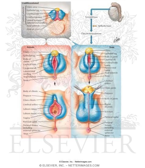 Watermarked preview of labeled image: Differentiation of the External Genitalia