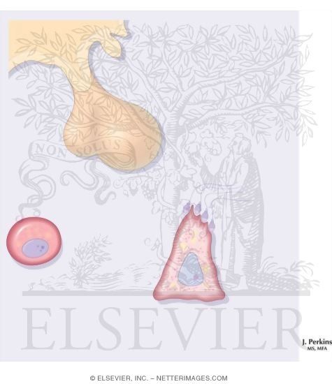 Watermarked preview of unlabeled image: Control of Testicular Function