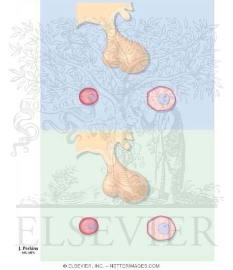 Hormonal Regulation of the Menstrual Cycle
