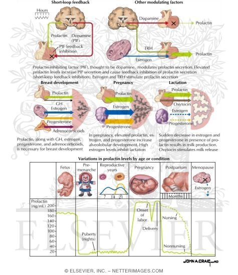 Prolactin
