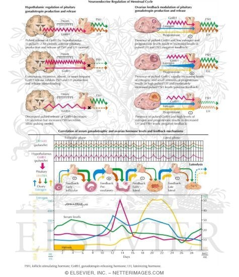 Neuroendocrine Regulation Of Menstrual Cycle Irregular Menstrual