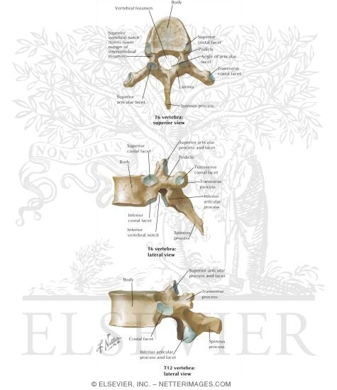 Watermarked preview of labeled image: Spine: Osteology