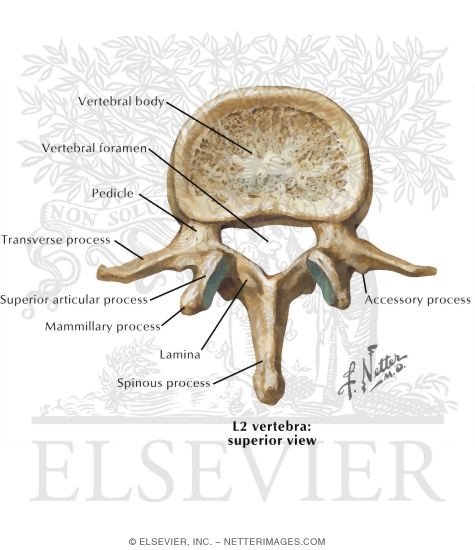 Second Lumbar Vertebra