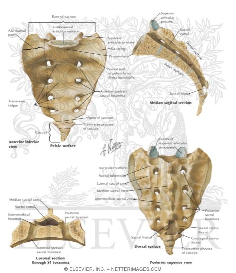 Watermarked preview of labeled image: Sacrum and Coccyx
Osteology
