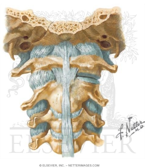 Spine: Ligaments