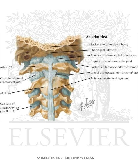 atlantoaxial joint