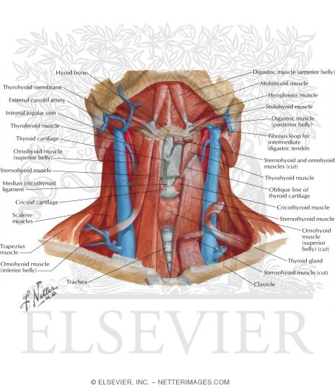 Infrahyoid and Suprahyoid Muscles