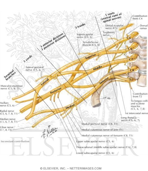 Brachial Plexus: Schema