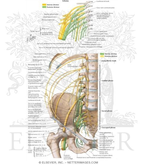 Sacral Plexus