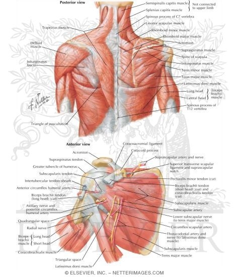 Muscles Back And Scapula Region