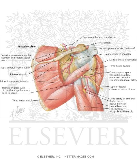 Watermarked preview of labeled image: Muscles of the Rotator Cuff
