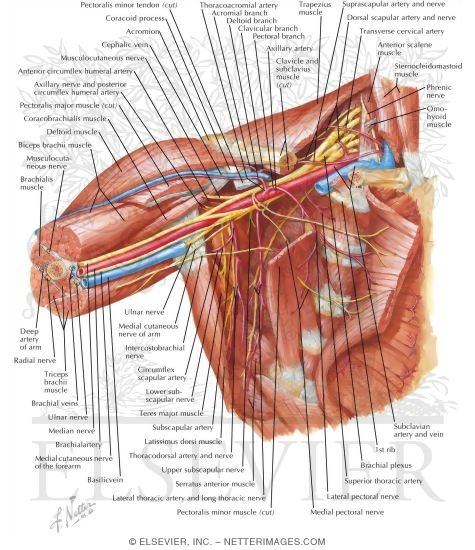 Axilla Dissection: Anterior View
