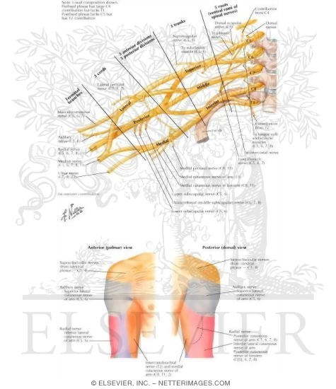 Nerves of the Shoulder