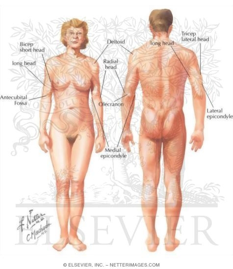 Watermarked preview of labeled image: Topographic Anatomy