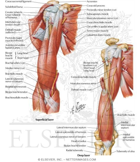 Watermarked preview of labeled image: Arm Muscles With Portions of Arteries and Nerves
Muscles of Arm: Anterior Views
