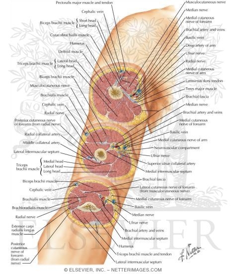 Cross-Sectional Anatomy of Upper Arm 