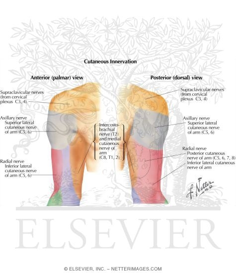 Cutaneous Innervation of the Upper Limb 