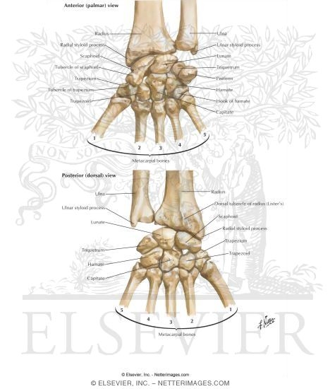 Carpal Bones