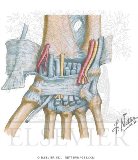 Watermarked preview of unlabeled image: Wrist Joint