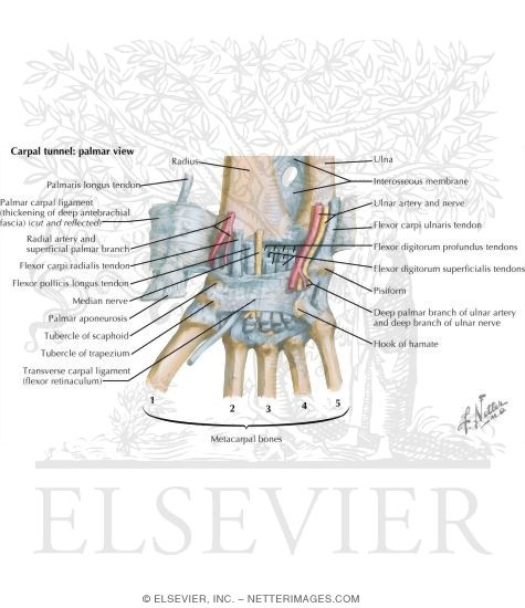Watermarked preview of labeled image: Wrist Joint