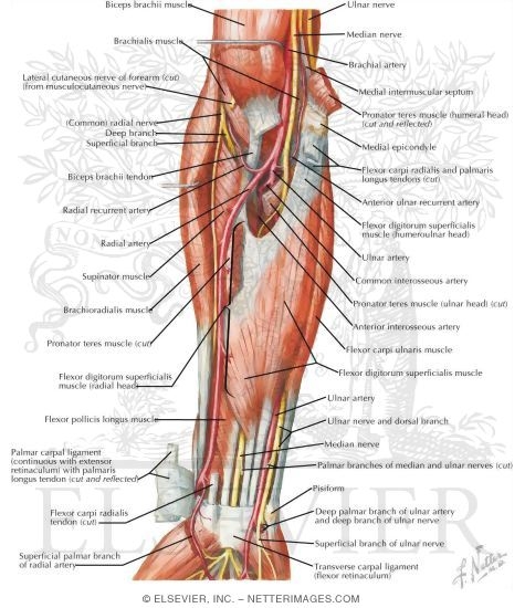 Muscles of Forearm (Intermediate Layer): Anterior View