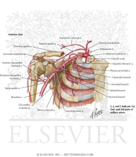 Axillary Artery and Anastomoses Around Scapula