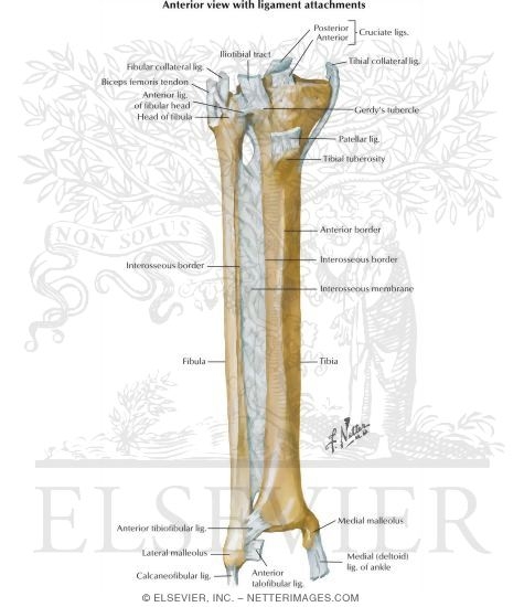 Tibia and Fibula