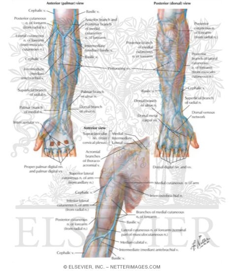 Surface Anatomy: Superficial Veins and Nerves