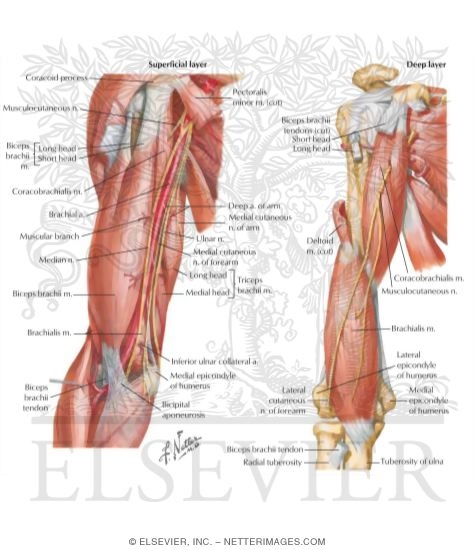 Arm Anterior Compartment Muscles And Nerves