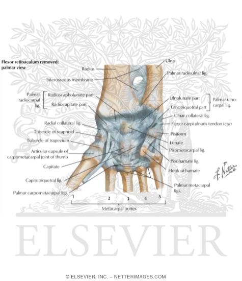 Wrist and Hand: Wrist Joint and Ligaments