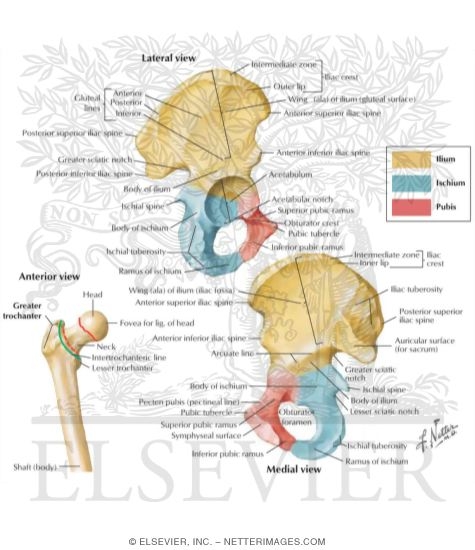 Hip and Gluteal Region: Bones