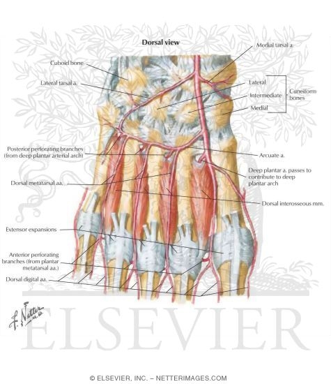 Ankle and Foot: Deep Muscles and Arteries of the Foot