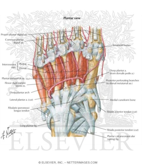 Ankle and Foot: Deep Muscles and Arteries of the Foot