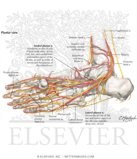 Ankle and Foot: Arteries and Nerves of the Sole
