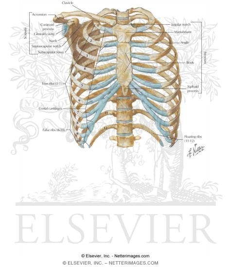 Thoracic Wall: Thoracic Cage (Skeleton)
