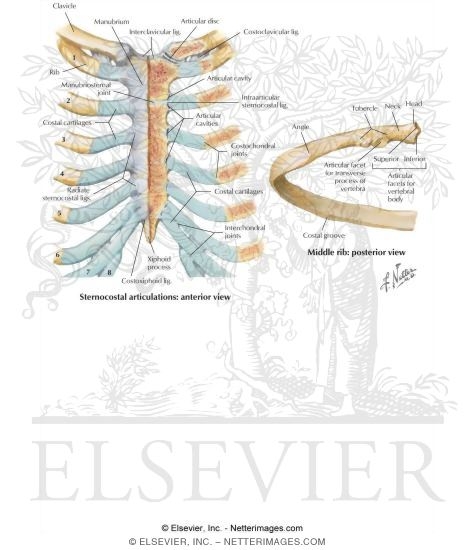 Thoracic Wall: Joints of the Thoracic Cage