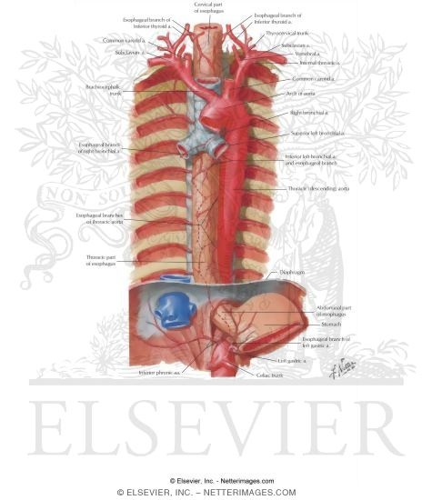 Watermarked preview of labeled image: Mediastinum: Esophagus and Thoracic Aorta