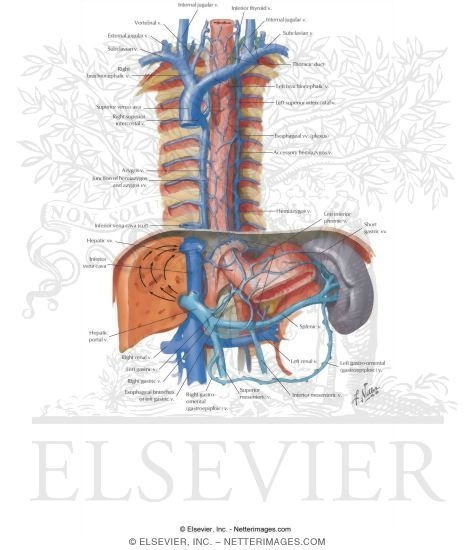 Mediastinum Azygos System Of Veins