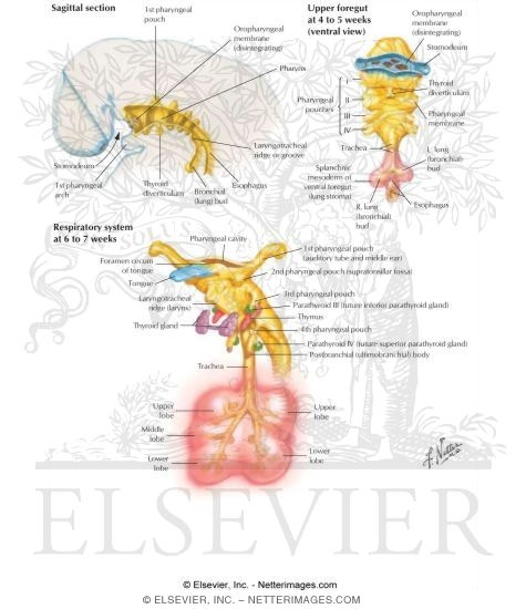Embryology: Respiratory System