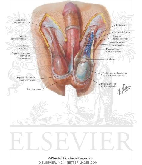 Abdominal Wall: Spermatic Cord