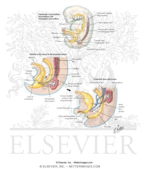 Watermarked preview of labeled image: Embryology: Development of the Urinary System