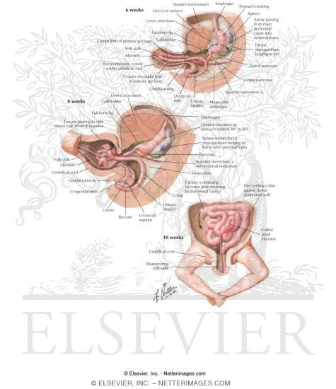 Embryology: Gut Tube Rotation