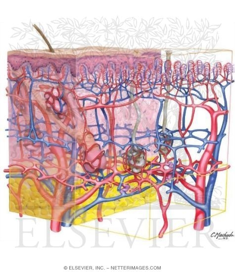 Watermarked preview of unlabeled image: Dermis Vasculature