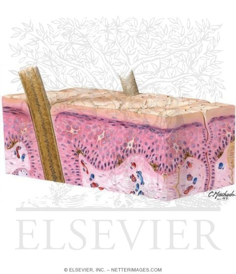 Watermarked preview of unlabeled image: Strata of Epidermis