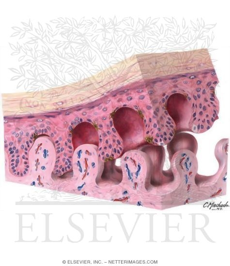 Watermarked preview of unlabeled image: Epidermis and Dermis