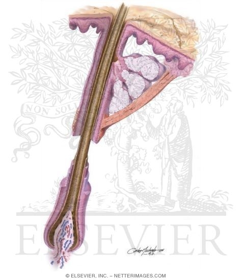 Pilosebaceous Unit